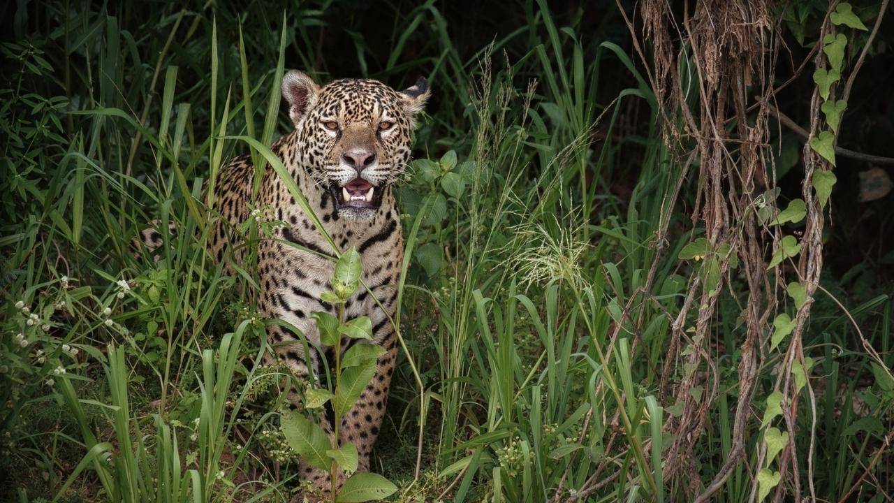 Animals Saved from Smugglers in Colombia