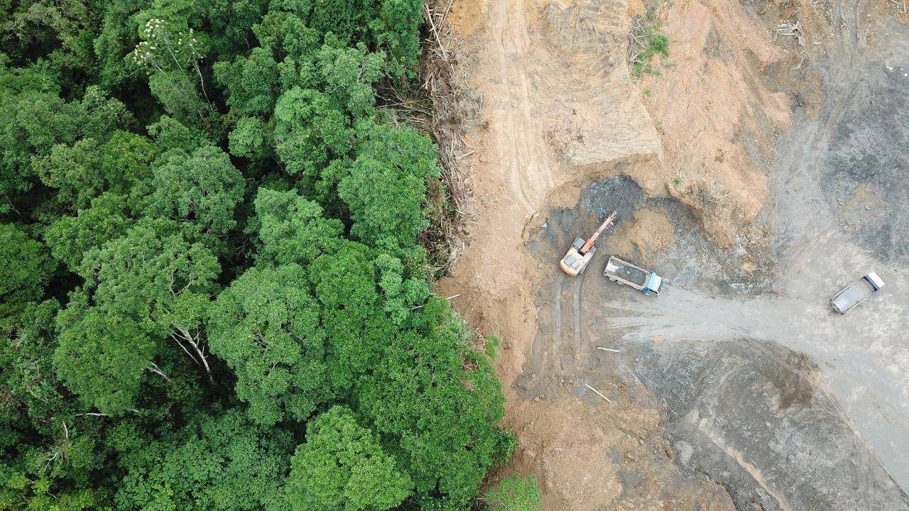 Colombia Is Tackling Deforestation Through Cattle Control