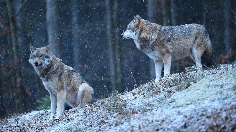 Colorado Launches Historic Wolf Reintroduction Initiative