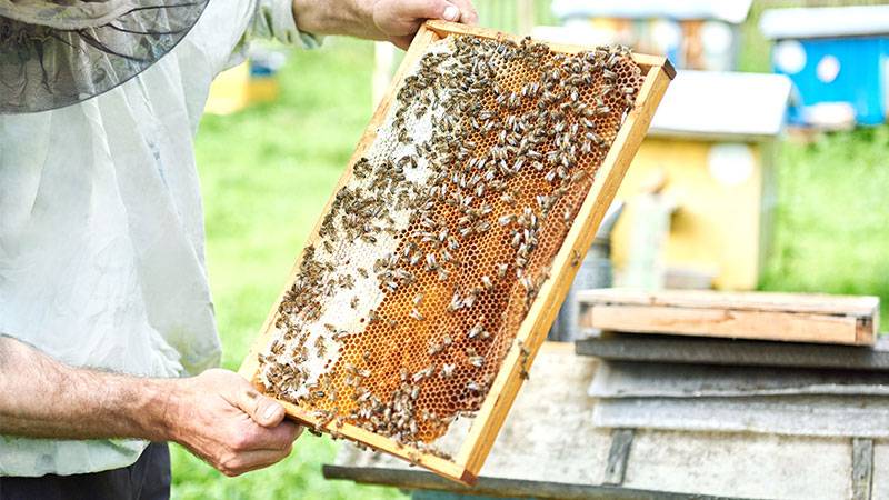 Commercial Practices and Sustainability for honey