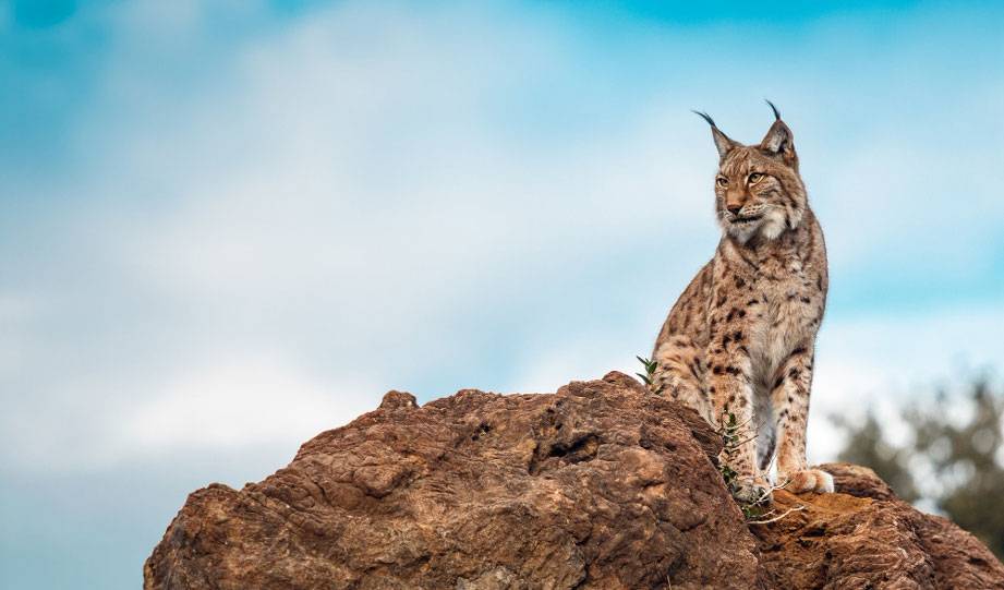 Conservation Efforts Bring Iberian Lynx From the Edge of Extinction