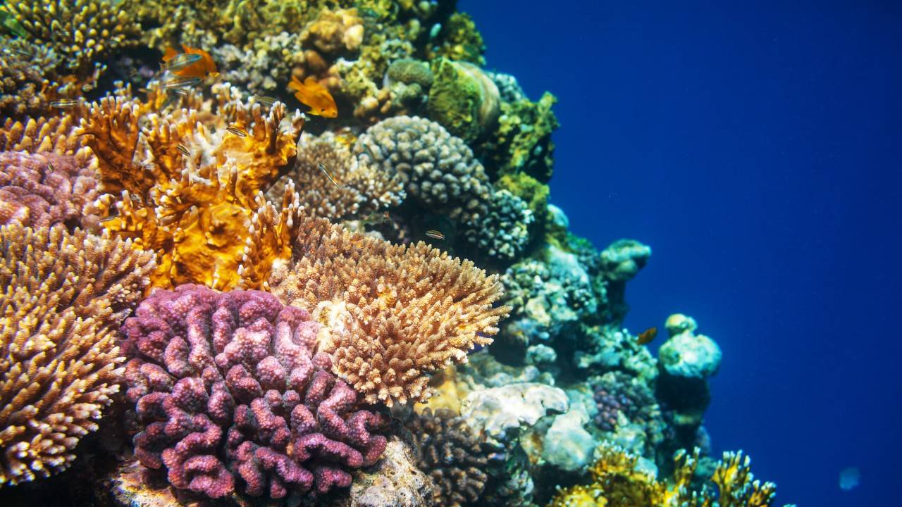 Coral Recovery Despite Marine Heatwaves