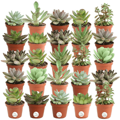 Costa Farms Mini Succulents