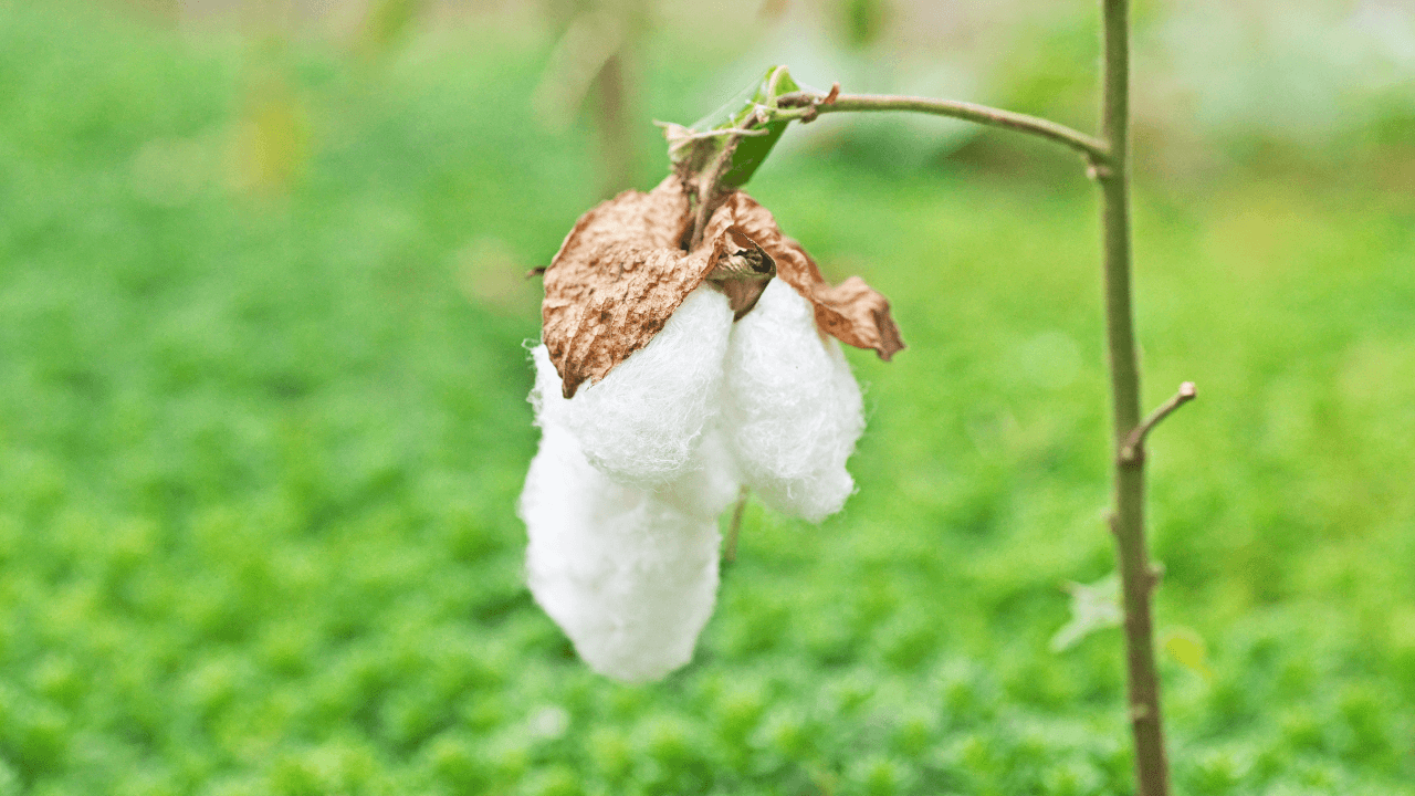 Ralph Lauren Launches US Regenerative Cotton Fund