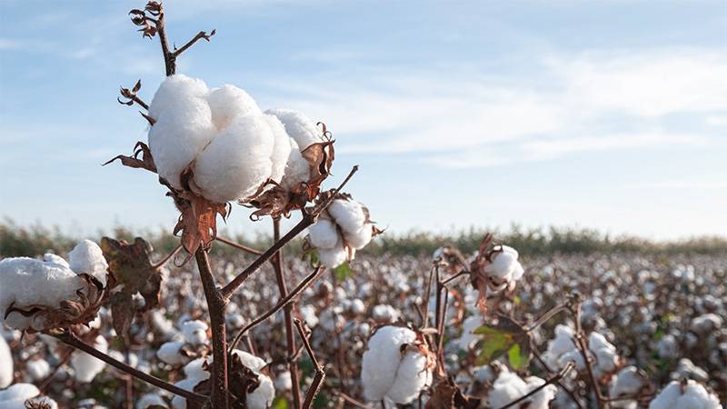 Cotton and Seawater Drive Innovations in Sustainable Battery Technology