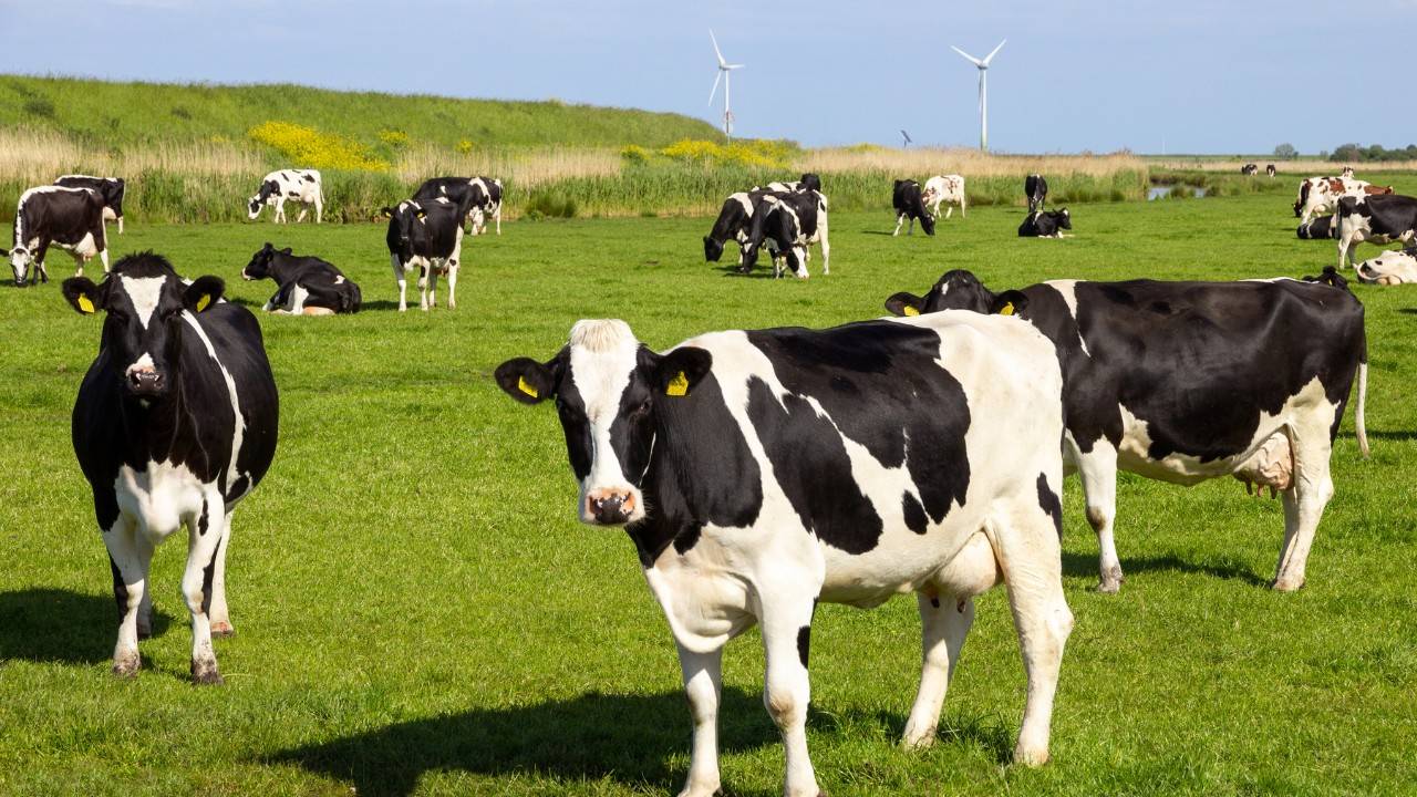 Could Fueling Buses With Cow Dung Really Work