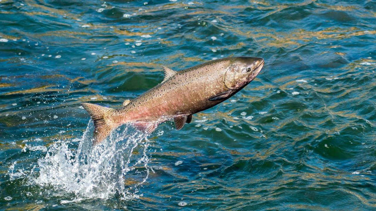 Creating New Homes For Atlantic Salmon In Maine