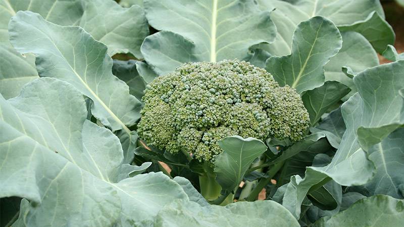 Cruciferous Vegetables - broccoli