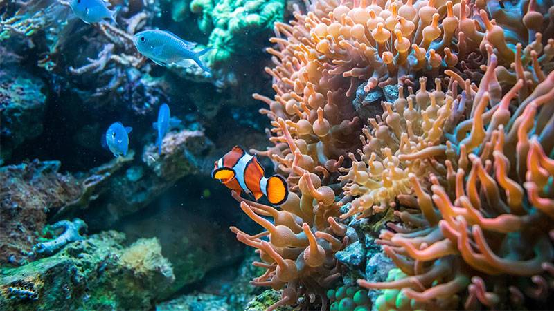 Cryopreserved Coral Larvae Mature into Adults