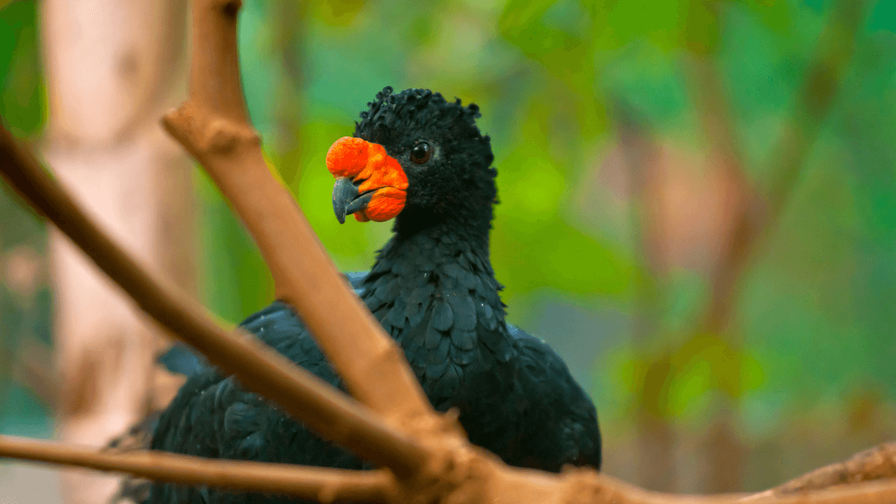 Red-Billed Curassow