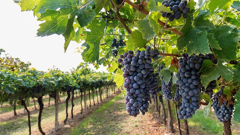 Danish Vineyards Rise as Europe's Sustainable Wine Haven