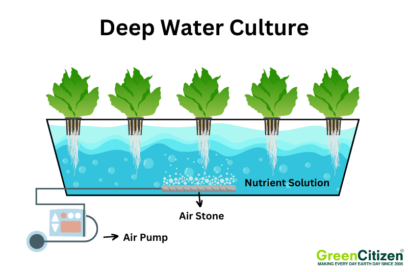 Deep Water Culture (DWC)