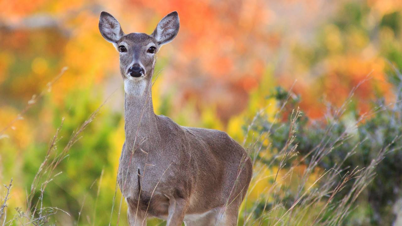 Deer Habitat Restoration Grants Available In Six Michigan Counties