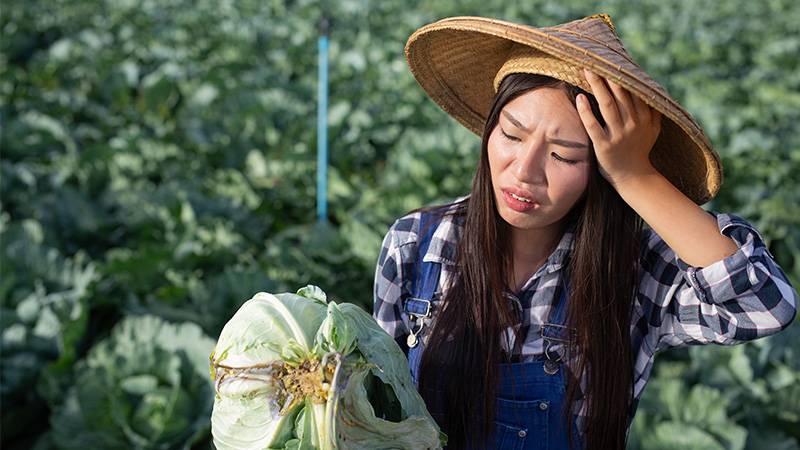 Disadvantages of attached greenhouses