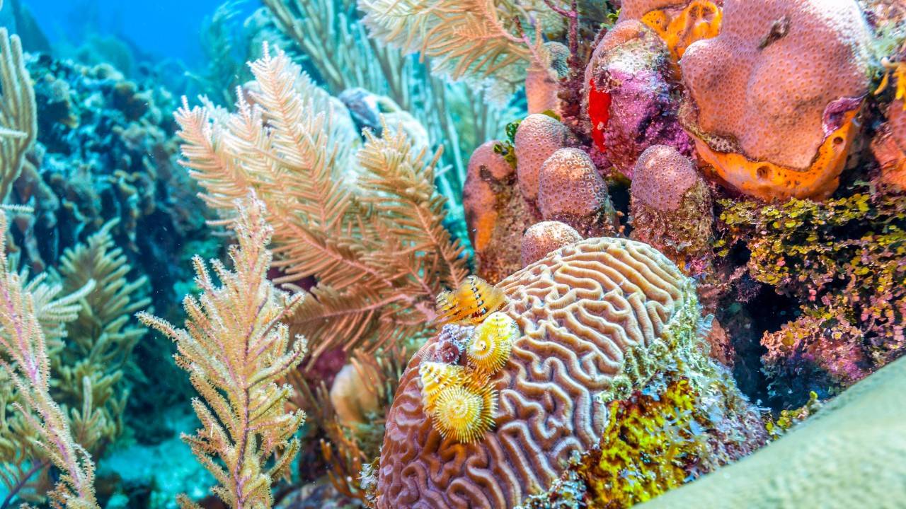 Discovering Skyscraper Coral Reefs