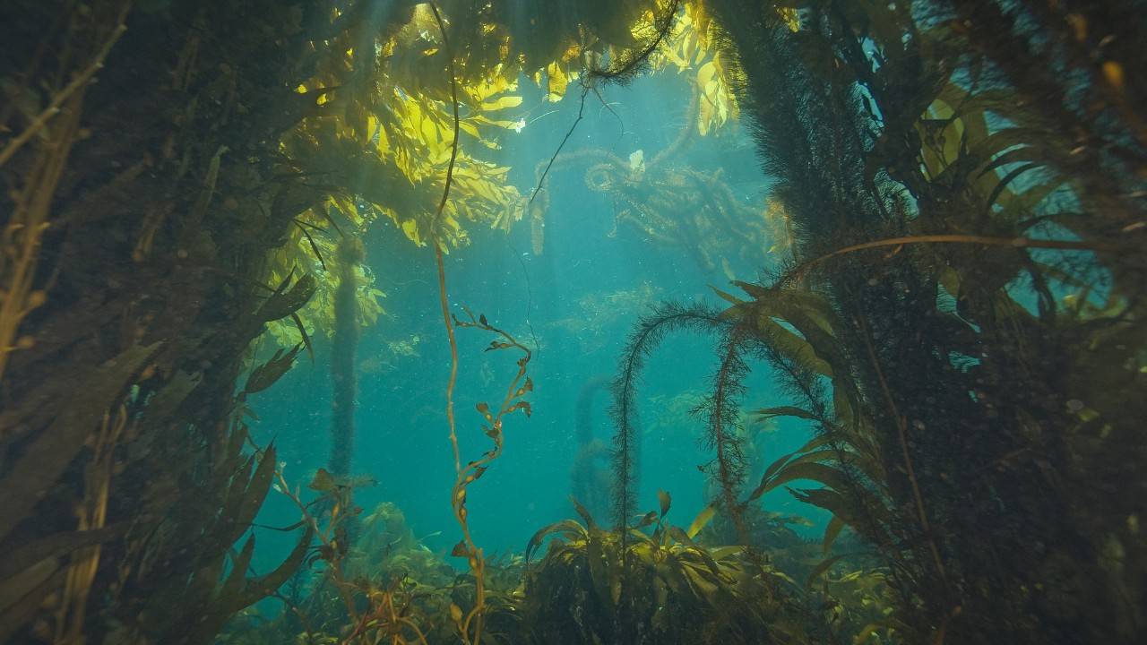 Diving Deep Californians Fight to Save Kelp Forests
