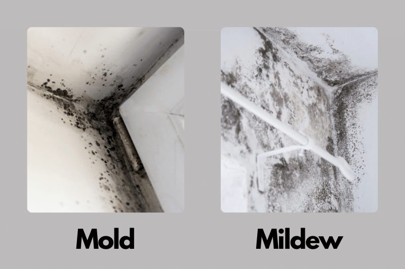 Does Alcohol Kill Mildew