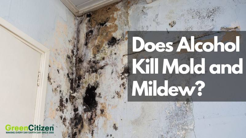 Does Alcohol Kill Mold and Mildew