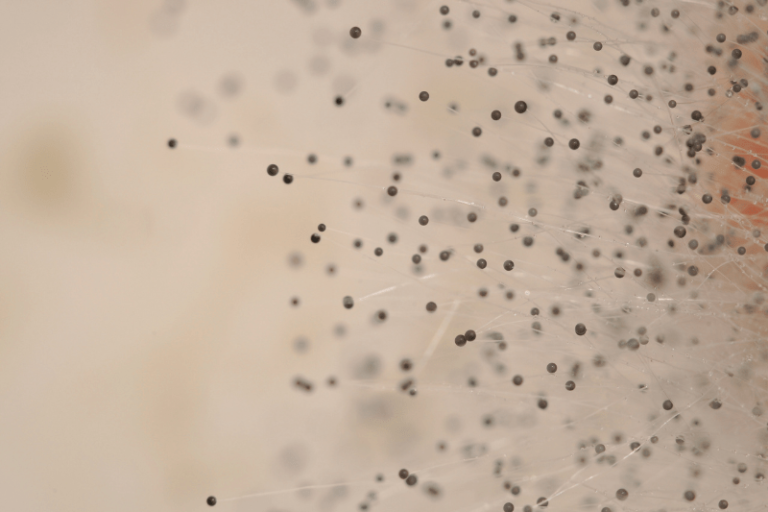 Does Alcohol Kill Mold and Mildew? GreenCitizen