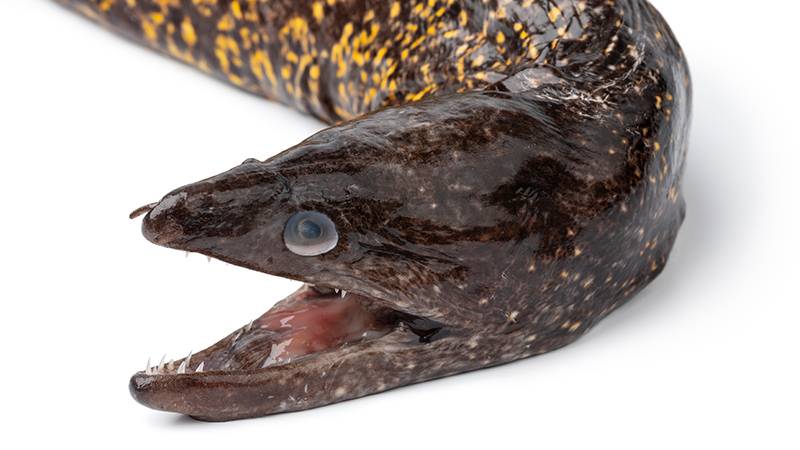 Eel Habitats in UK Wetlands Revealed Through eDNA Breakthrough