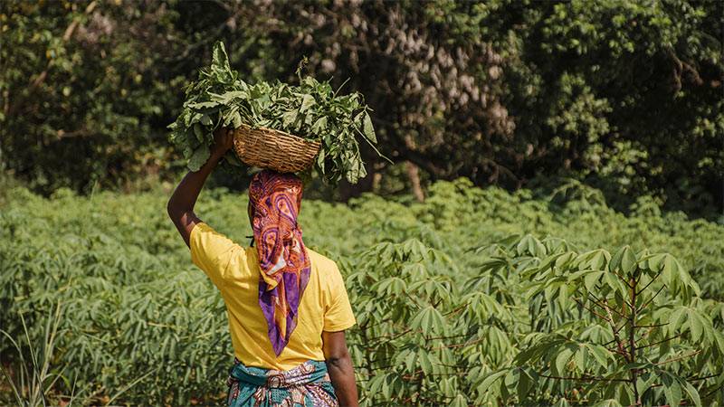 Empowering Indian Women Farmers with Solar Pumps