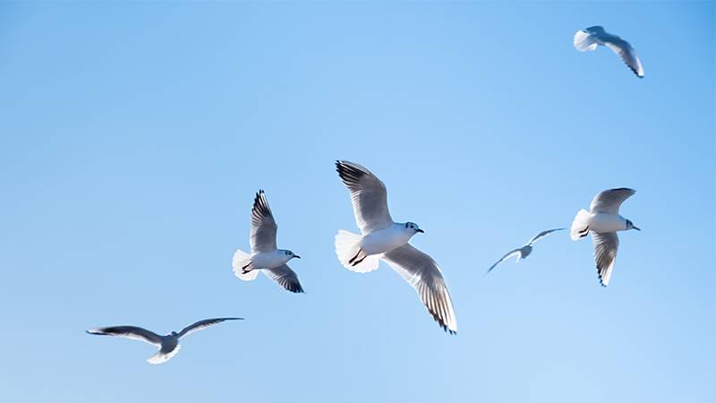 Endangered Birds Receive Major Habitat Upgrade in UK