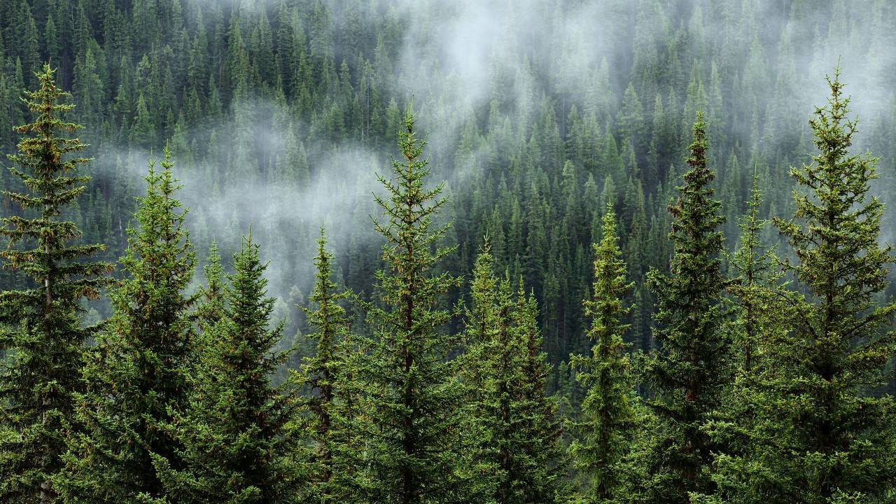 England Increases Reforestation Projects To Capture Carbon