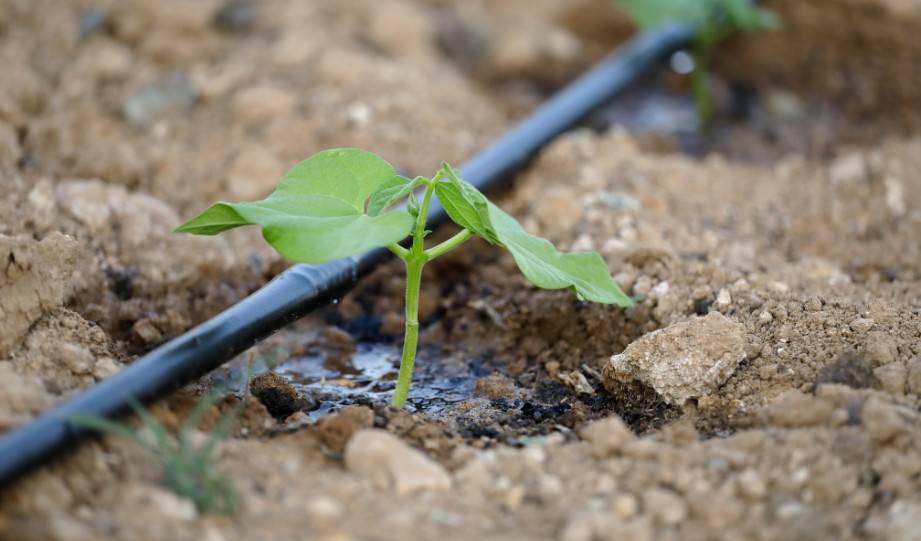 Environmental Benefits of a Drip Irrigation System