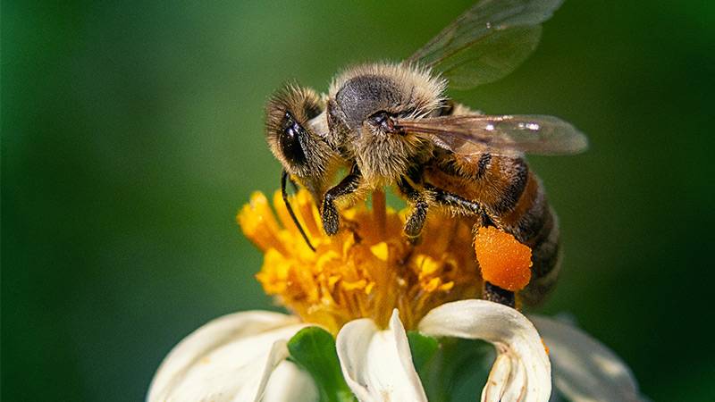 Environmental Impact of honey