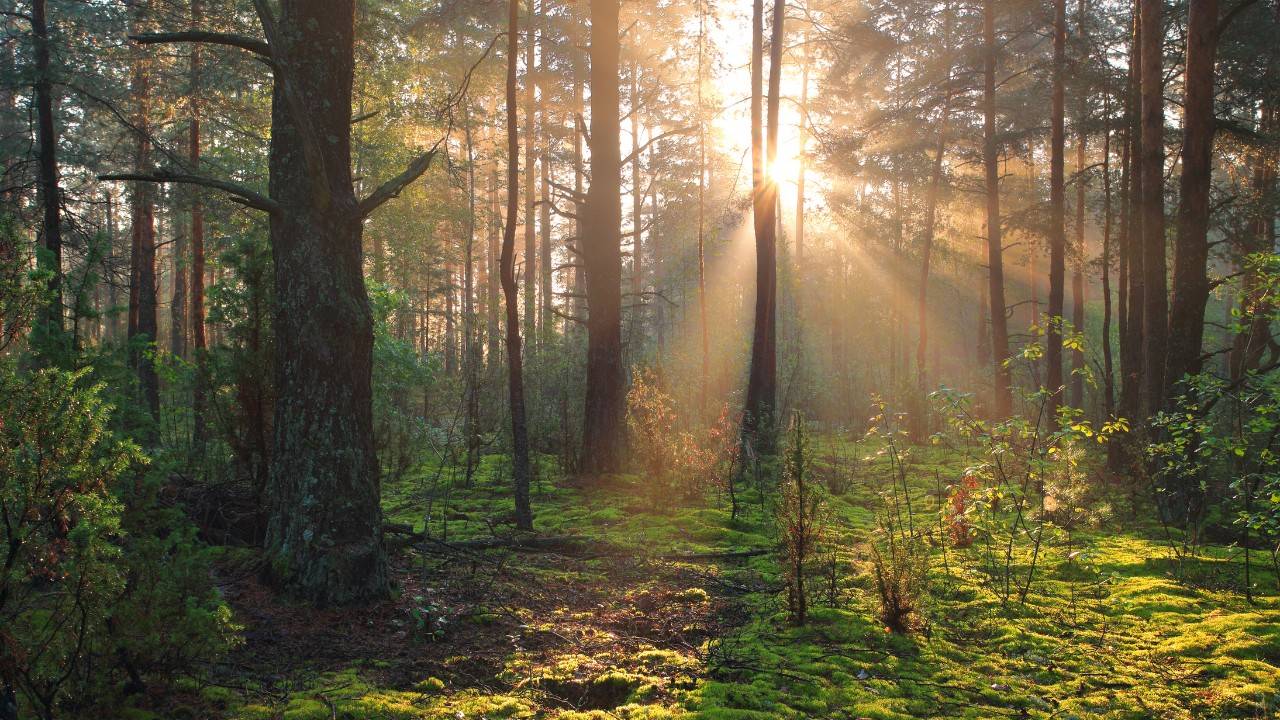 Estonian Company Connects Forest Owners With Investment Funds