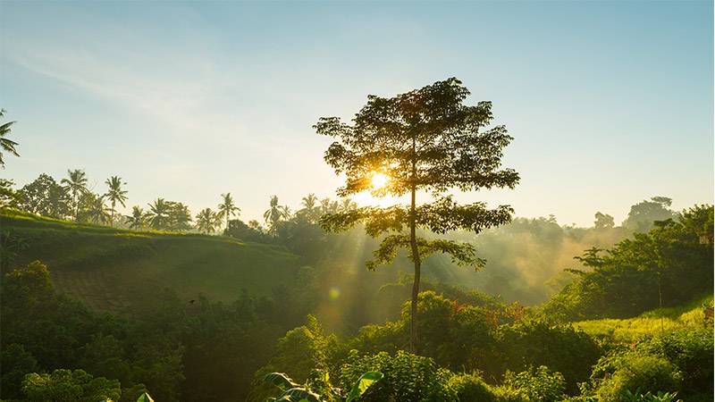 Extinct Pernambuco Holly Tree Rediscovered after Two Centuries in Brazil