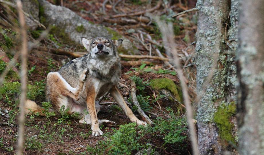 Featured image for Young Oregon Wolf Journeys Hundreds of Miles Into California, Raising Conservation Hopes article