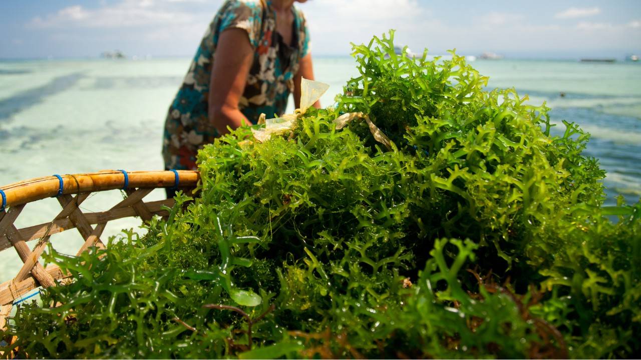 Fighting Marine Pollution With Seaweed