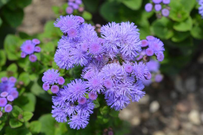 Floss Flower - plants that repel bugs mosquitoes