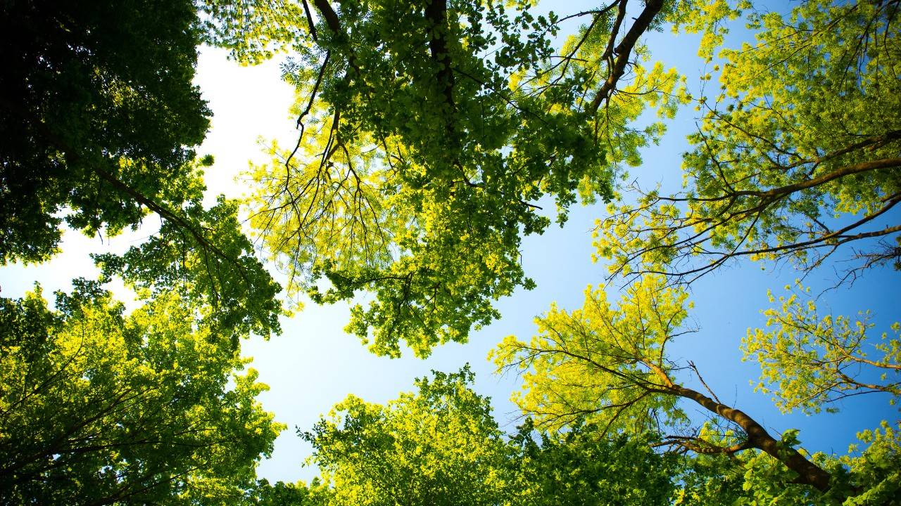Fluorescent Evergreen Glow A Clear Sign That Trees Are Using Up Carbon