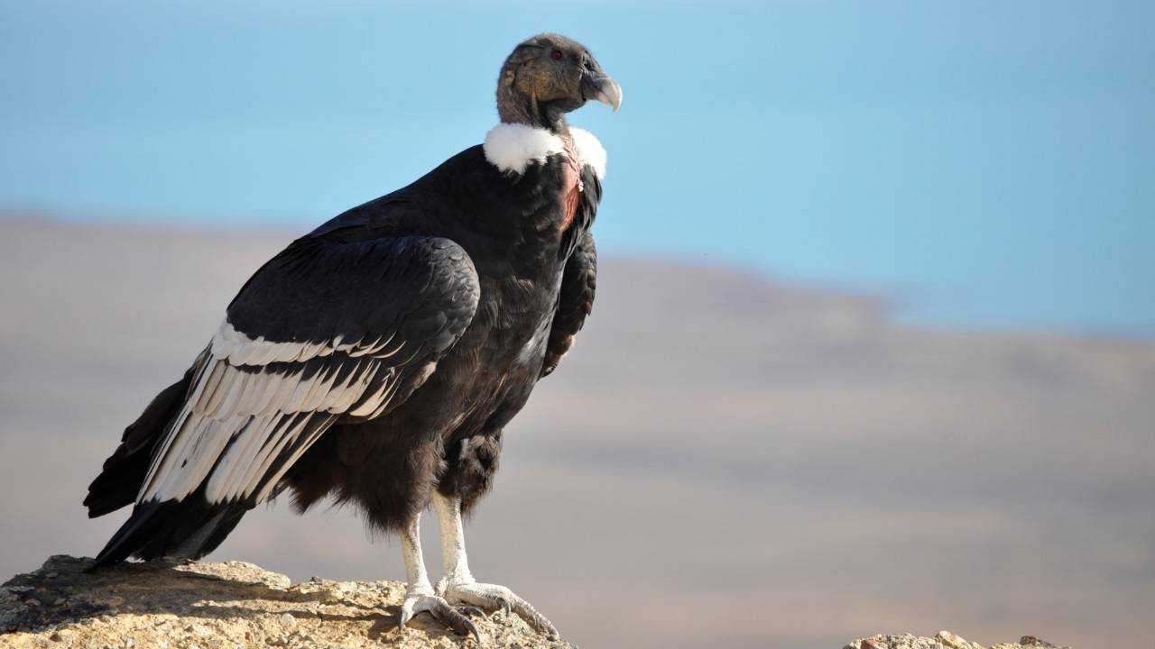 Four Andean Condors Soar Again in Chilean Patagonia