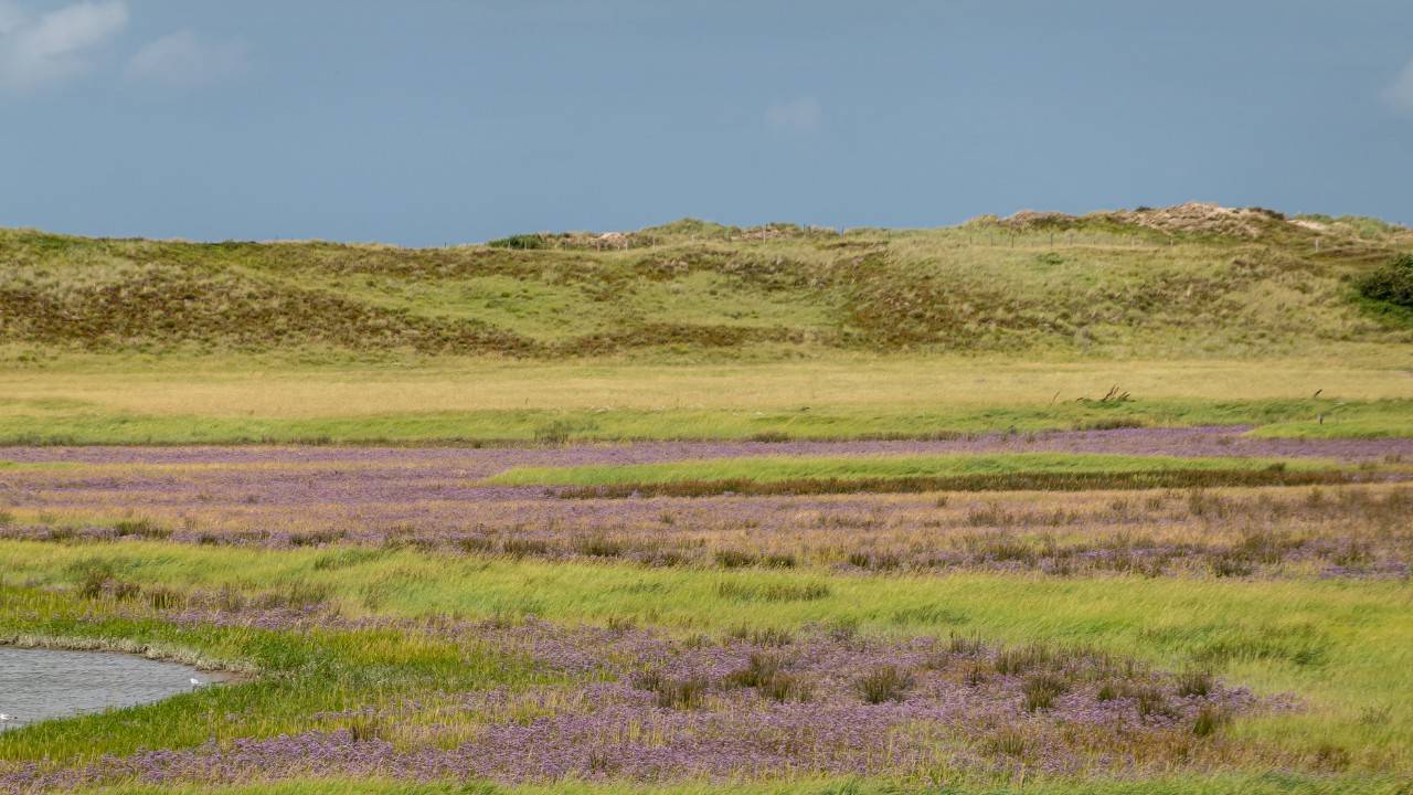 Fried Chicken Tycoon Turns 5,500 Acres Of Wasteland Into A Sprawling Nature Reserve