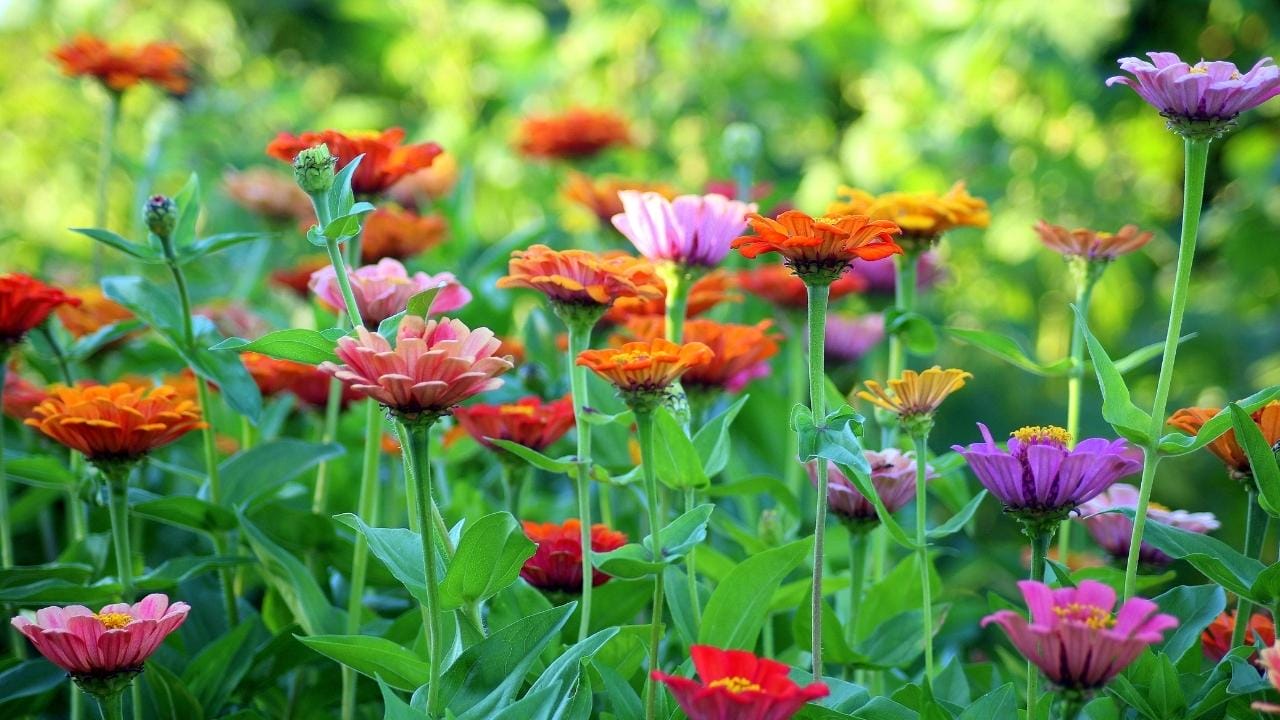 Garden Plants That Can Make or Dye Clothes