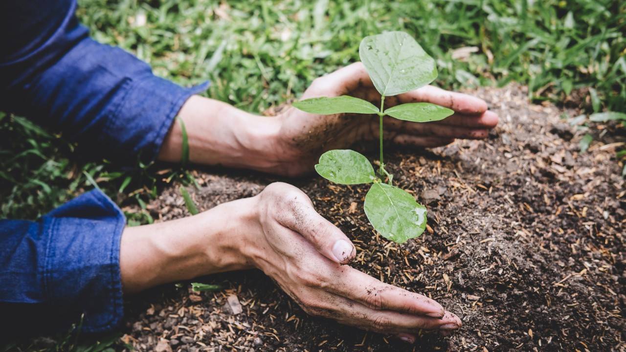 German Student Sets Most Ambitious Reforestation Goal