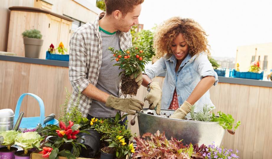 Getting Started with Your Rooftop Garden