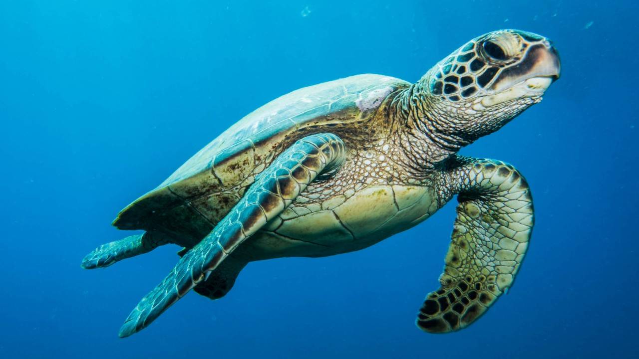 Giant Sea Turtle Rescued on Cape Cod Returns to the Ocean