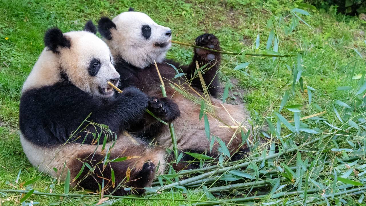 Giant pandas are no longer endangered species