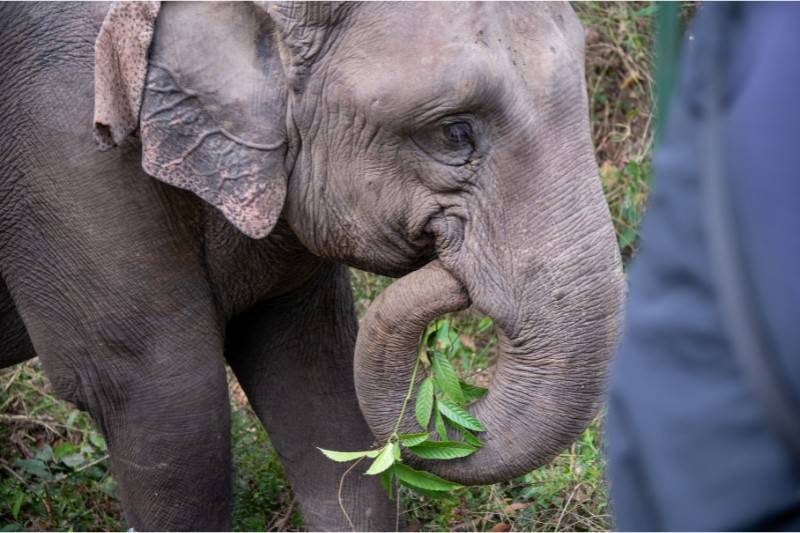 Good News For The International Fight Against Ivory Trade