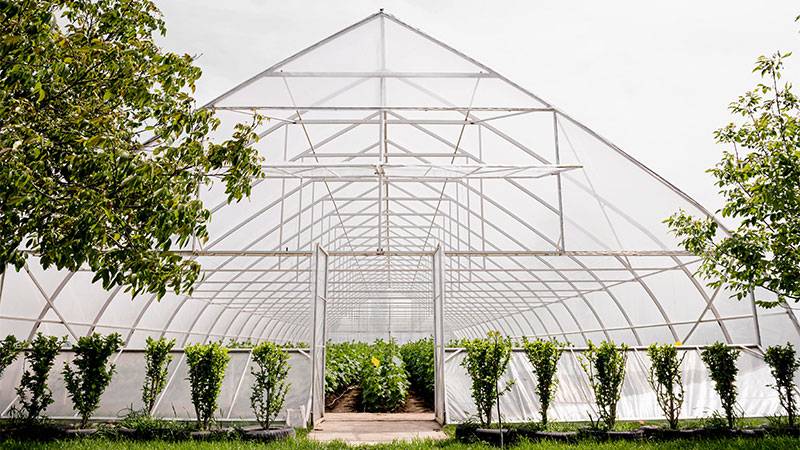 Gothic Arch Greenhouse