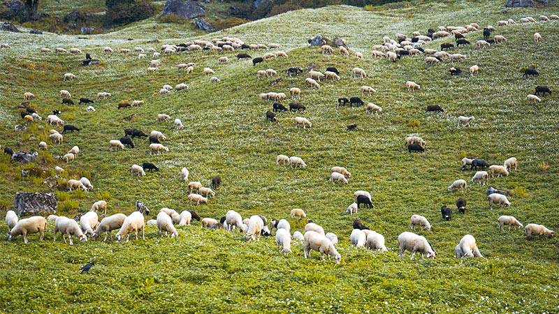 Featured image for Grazing Sheep Join BART's Fire Mitigation Brigade article