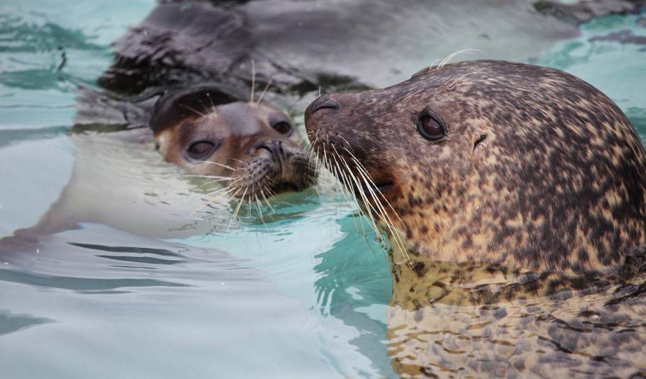 Green-Pawed Sea Otters Are Saving California’s Kelp Forests