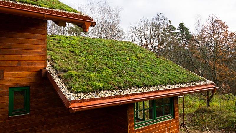 Green Roofs Transform Homes, Combat Climate Impact