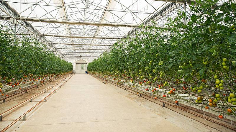 greenhouse floor