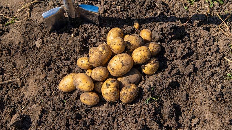 Guardians of the Andes Protecting Peru's Diverse Potato Heritage