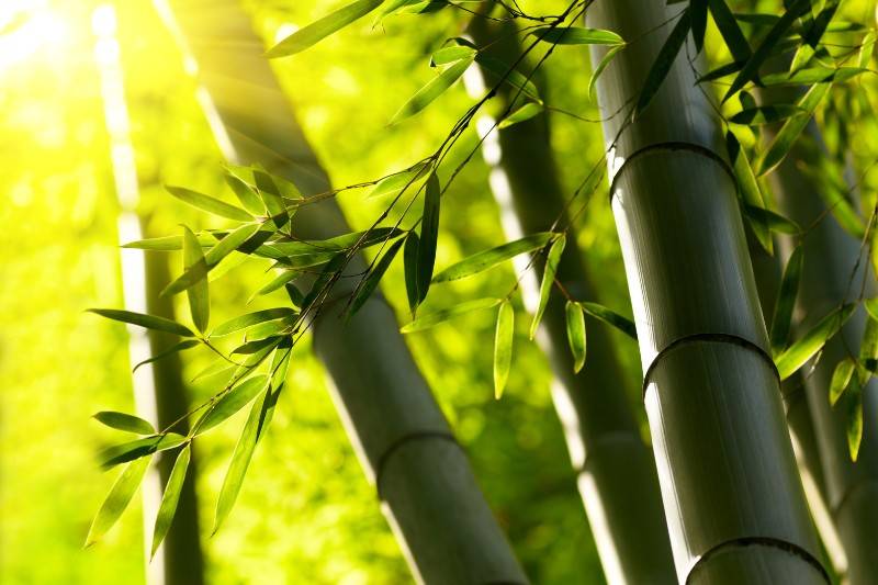 Harvesting Bamboo for fabric